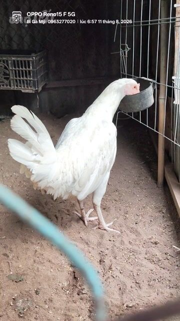 Gà chọi White Kelso trống màu Trắng. Mua bán Gà tại Huyện Châu Phú An Giang được đăng bởi Bi Gà Mỹ  hình 1