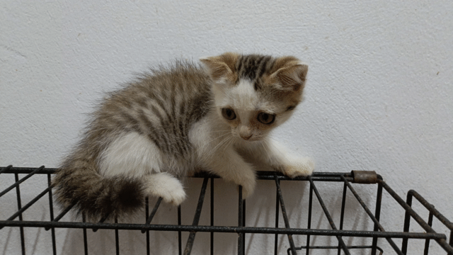 Mèo Anh ln xinh tìm chủ. Mua bán Mèo tại Huyện Đan Phượng Hà Nội được đăng bởi Tạo hình 1