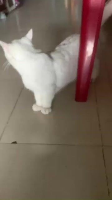 Mèo Anh Golden ❤️💚💛Trắng muối tiêu. Mua bán Mèo tại Quận 8 Tp Hồ Chí Minh được đăng bởi Cửa Hàng Thanh Lý Đồ Cũ Mới hình 1
