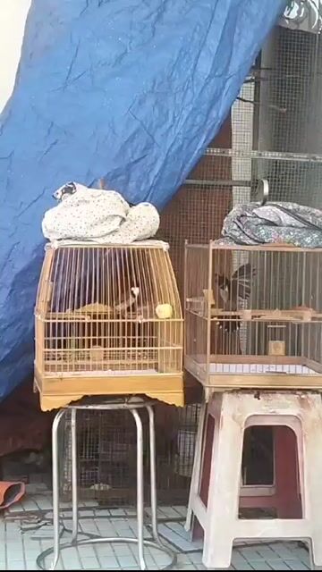 Chim chào mào lồng tre. Mua bán Chim tại Huyện Hòa Vang Đà Nẵng được đăng bởi kun hình 1