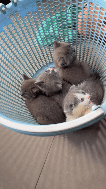 TÌM CHỦ MỚI CHO ĐÀN MÈO CỰC XINH 🐱❤️. Mua bán Mèo tại Thành phố Thủ Đức Tp Hồ Chí Minh được đăng bởi Mây hình 1