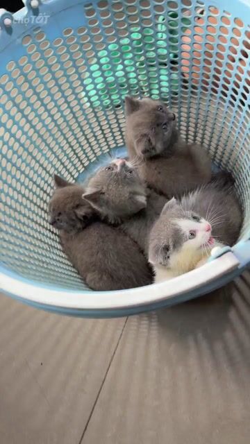 TÌM CHỦ MỚI CHO ĐÀN MÈO CỰC XINH 🐱❤️. Mua bán Mèo tại Thành phố Thủ Đức Tp Hồ Chí Minh được đăng bởi Mây hình 1