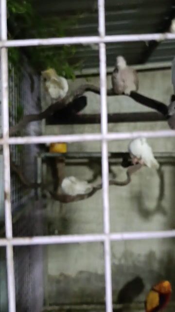 thay ly 5 cap Chim bồ câu Pháp Trắng Đen Nâu. Mua bán Chim tại Quận 7 Tp Hồ Chí Minh được đăng bởi hữu hình 1