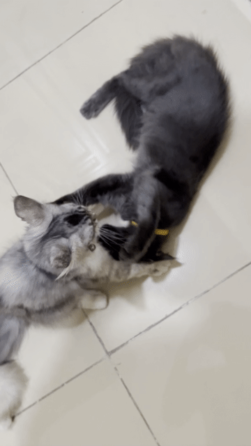 Mèo Maine Coon Đực Cái Xám 3 tháng Mỏ vuông chuẩn. Mua bán Mèo tại Thành phố Thủ Đức Tp Hồ Chí Minh được đăng bởi Sayji1 hình 1