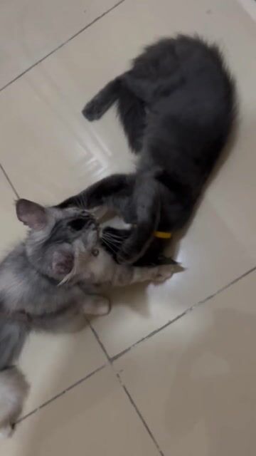 Mèo Maine Coon Đực Cái Xám 3 tháng Mỏ vuông chuẩn. Mua bán Mèo tại Thành phố Thủ Đức Tp Hồ Chí Minh được đăng bởi Sayji1 hình 1