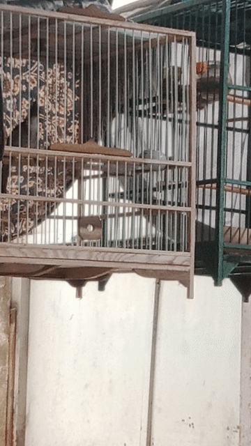 Chim chào mào 1 mùa. Mua bán Chim tại Huyện Bình Chánh Tp Hồ Chí Minh được đăng bởi Mr Bảo  hình 1