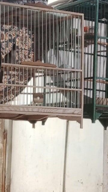 Chim chào mào 1 mùa. Mua bán Chim tại Huyện Bình Chánh Tp Hồ Chí Minh được đăng bởi Mr Bảo  hình 1