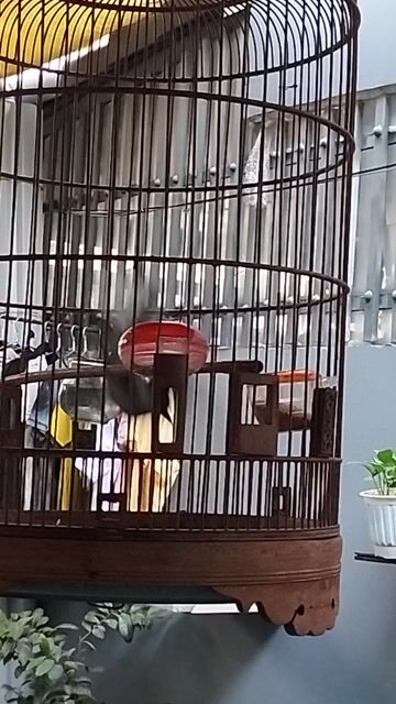 Chim Than bổi mấy tháng. Mua bán Chim tại Quận Gò Vấp Tp Hồ Chí Minh được đăng bởi Hiếu Lê đỗ hình 1