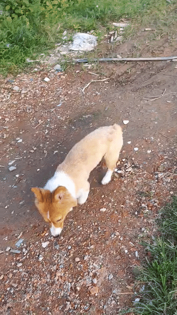 Chó Corgi cái 17 tháng đang mang bầu. Mua bán Chó tại Quận Liên Chiểu Đà Nẵng được đăng bởi Đặng Thi Thi hình 1