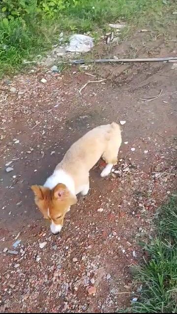 Chó Corgi cái 17 tháng đang mang bầu. Mua bán Chó tại Quận Liên Chiểu Đà Nẵng được đăng bởi Đặng Thi Thi hình 1