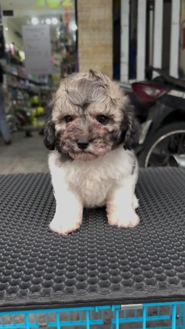 Poodle Tiny Bò Xám muối tiêu Thuần Chủng. Mua bán Chó tại Quận Liên Chiểu Đà Nẵng được đăng bởi Pet House hình 1