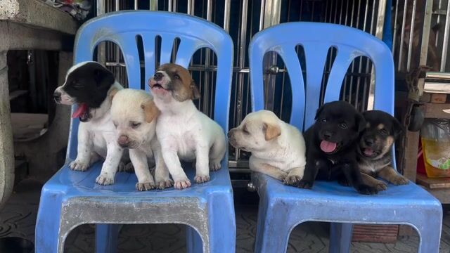 Chó lai đáng yêu vui vẻ. Mua bán Chó tại Quận 8 Tp Hồ Chí Minh được đăng bởi Phan hung tam hình 1