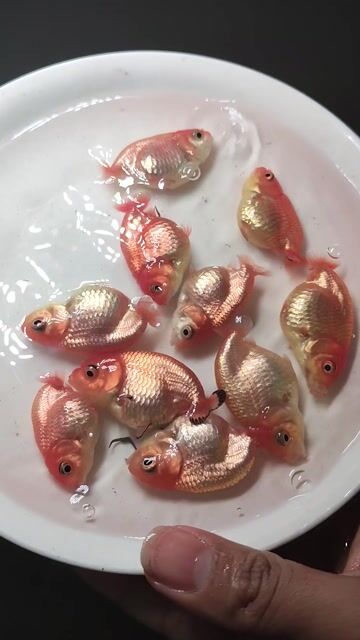 Cá Ranchu Đỏ trắng 2 ngón. Mua bán Thú cưng khác tại Huyện Hóc Môn Tp Hồ Chí Minh được đăng bởi Phong hình 1