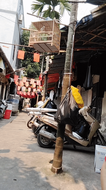 chim dep. Mua bán Chim tại Quận Tây Hồ Hà Nội được đăng bởi Giang Hoang hình 1