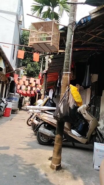 chim dep. Mua bán Chim tại Quận Tây Hồ Hà Nội được đăng bởi Giang Hoang hình 1