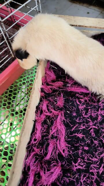 Chuột lang. Mua bán Thú cưng khác tại Quận 7 Tp Hồ Chí Minh được đăng bởi BỌ Ú SG Q7 hình 1