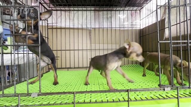 Chó Phốc Hươu mini đực Đen, Nâu vàng. Mua bán Chó tại Quận Phú Nhuận Tp Hồ Chí Minh được đăng bởi Alex Tran hình 1