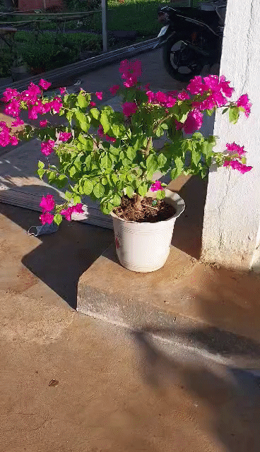 Cho thuê Nhà ở Huyện Trảng Bom Đồng Nai diện tích 1300 m² giá 2 triệu/tháng