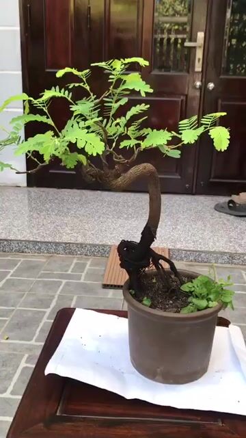 Cây cảnh Bonsai Cây me. Mua bán Cây cảnh, đồ trang trí tại Quận Ngũ Hành Sơn Đà Nẵng được đăng bởi Quang Vu hình 1