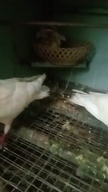 cặp bồ câu pháp sinh san nuôi con tốt . Mua bán Chim tại Thị xã Bến Cát Bình Dương được đăng bởi siu mỹ hình 1