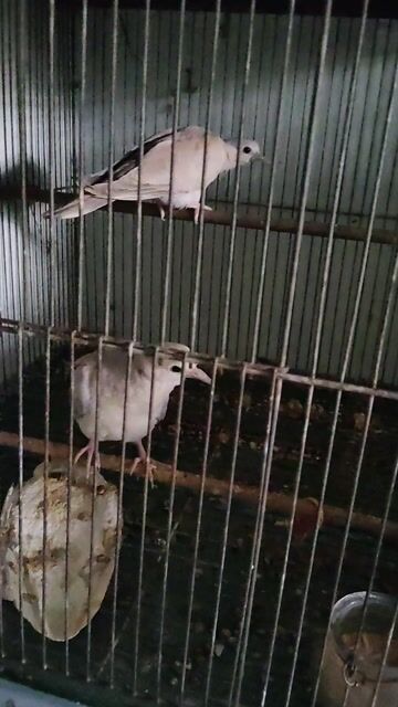 Chim Cu Khỏe mạnh Đã thuần. Mua bán Chim tại Quận Ngũ Hành Sơn Đà Nẵng được đăng bởi Trần Sang hình 1