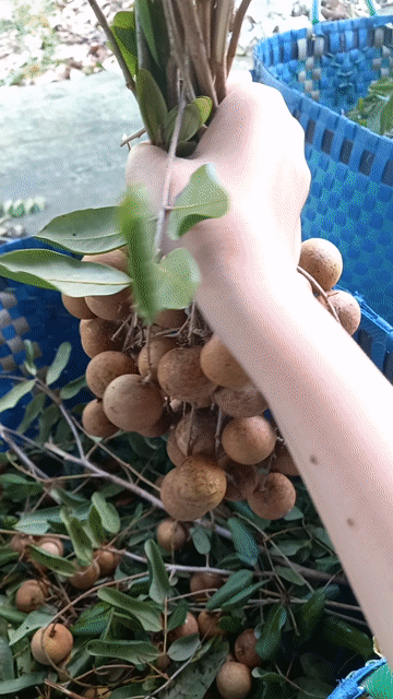 Nhãn xuồng. Mua bán Đồ ăn, thực phẩm và các loại khác tại Thành phố Vĩnh Long Vĩnh Long được đăng bởi Quỳnh Anh hình 1