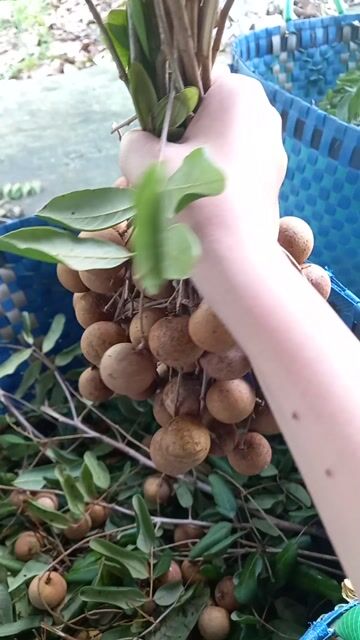 Nhãn xuồng. Mua bán Đồ ăn, thực phẩm và các loại khác tại Thành phố Vĩnh Long Vĩnh Long được đăng bởi Quỳnh Anh hình 1