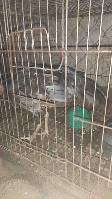 thanh lí giá rẻ cho ae tin tưởng alo còn nhìu gà . Mua bán Gà tại Thành phố Ngã Bảy Hậu Giang được đăng bởi Trung Dương hình 1