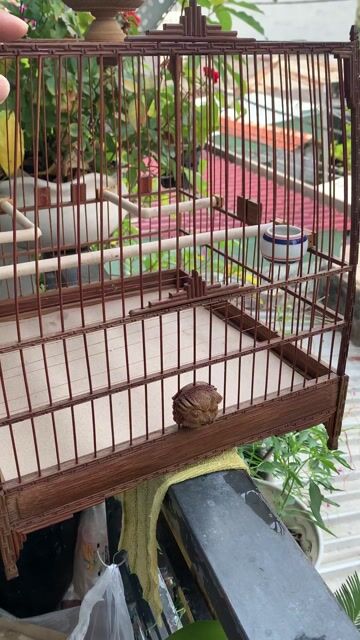 chào mào Tre già Thái đấu triện T Huế. Mua bán Chim tại Quận Bình Tân Tp Hồ Chí Minh được đăng bởi Lê Phước hình 1