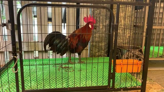 Gà cảnh Đỏ đen 12 tháng tuổi. Mua bán Gà tại Quận 12 Tp Hồ Chí Minh được đăng bởi mai hoang an hình 1