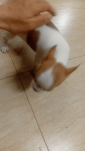 Bé gái chihuahua trắng nâu đã tiêm 5 bệnh. Mua bán Chó tại Quận Đống Đa Hà Nội được đăng bởi Nguyễn Hồng Hà hình 1