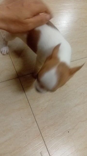 Bé gái chihuahua trắng nâu đã tiêm 5 bệnh. Mua bán Chó tại Quận Đống Đa Hà Nội được đăng bởi Nguyễn Hồng Hà hình 1