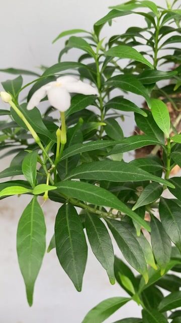 Cây cảnh Mai vạn phúc. Mua bán Cây cảnh, đồ trang trí tại Quận Gò Vấp Tp Hồ Chí Minh được đăng bởi Trí lê hình 1