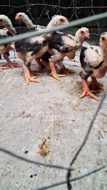 đàn 6trống 6-7 lạng chân to vacxin đủ❤️❤️❤️. Mua bán Gà tại Thành phố Thủ Đức Tp Hồ Chí Minh được đăng bởi chuyên cung cấp gà đông tảo thuần chủng  hình 1