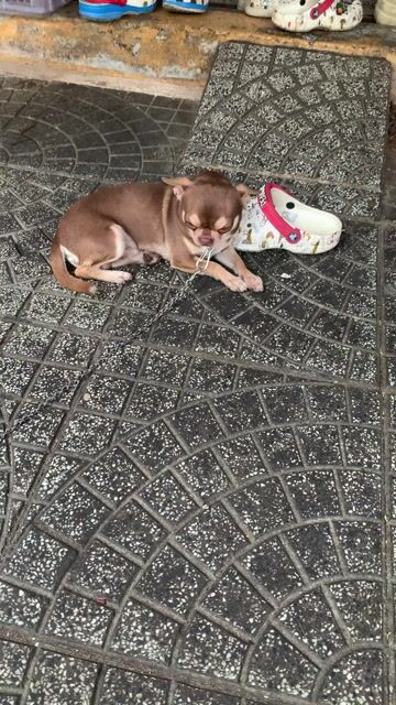 Chihuahua phối giống. Mua bán Chó tại Quận 8 Tp Hồ Chí Minh được đăng bởi Nguyễn Mạnh  hình 1