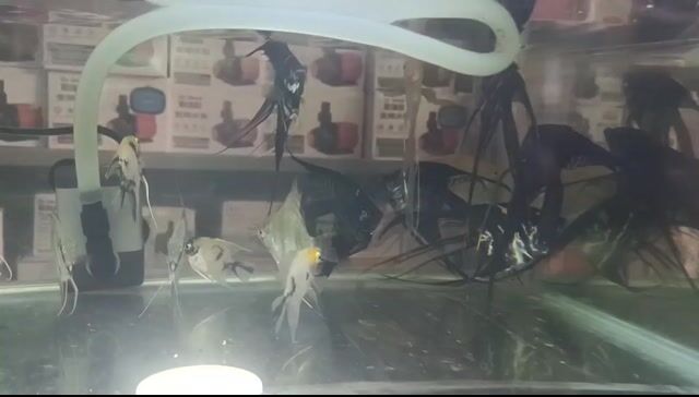 Cá thần tiên Thần tiên mix Đen. Mua bán Thú cưng khác tại Quận Liên Chiểu Đà Nẵng được đăng bởi Trương Ngân Hà hình 1