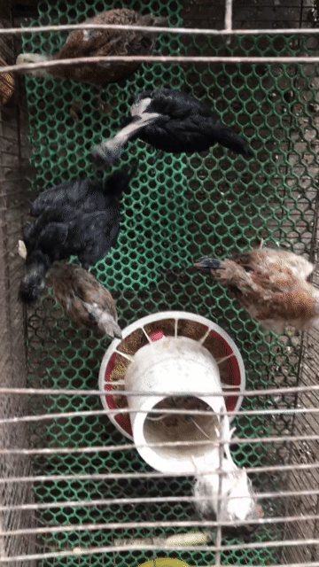 Gà tre Peru 6 con Đen, Nâu. Mua bán Gà tại Huyện Cầu Kè Trà Vinh được đăng bởi khai Trương hình 1