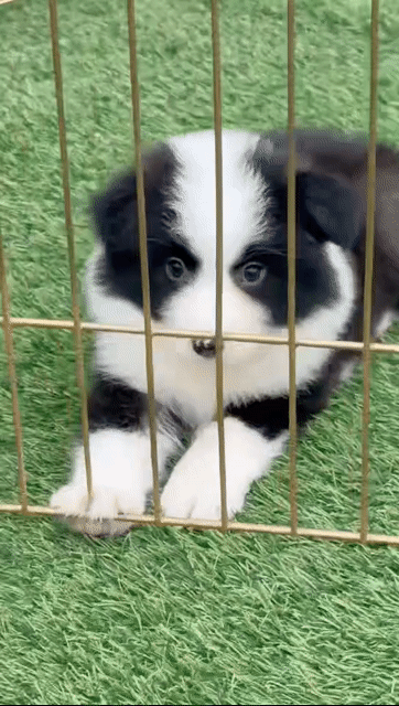 Chó Border Collie Đen trắng. Mua bán Chó tại Quận Long Biên Hà Nội được đăng bởi Pet home hình 1