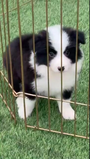 Chó Border Collie Đen trắng. Mua bán Chó tại Quận Long Biên Hà Nội được đăng bởi Pet home hình 1