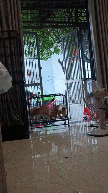 Chó Corgi mắt 1-2 màu. Mua bán Chó tại Quận Bình Tân Tp Hồ Chí Minh được đăng bởi Ken tran hình 1