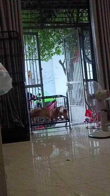 Chó Corgi mắt 1-2 màu. Mua bán Chó tại Quận Bình Tân Tp Hồ Chí Minh được đăng bởi Ken tran hình 1