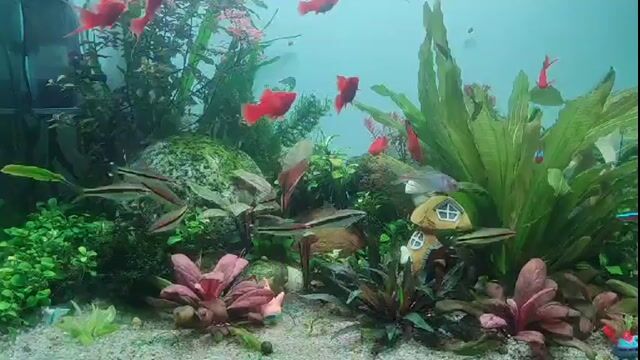 Bể cá cảnh đã qua sử dụng. Mua bán Thú cưng khác tại Quận Hai Bà Trưng Hà Nội được đăng bởi Sơn Vũ hình 1