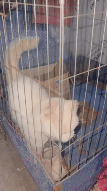 Mèo lông mềm mượt trắng. Mua bán Mèo tại Huyện Văn Lâm Hưng Yên được đăng bởi thành viên nguyễn hình 1