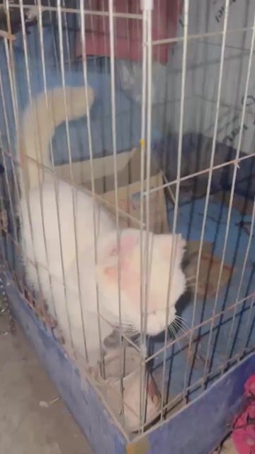 Mèo lông mềm mượt trắng. Mua bán Mèo tại Huyện Văn Lâm Hưng Yên được đăng bởi thành viên nguyễn hình 1