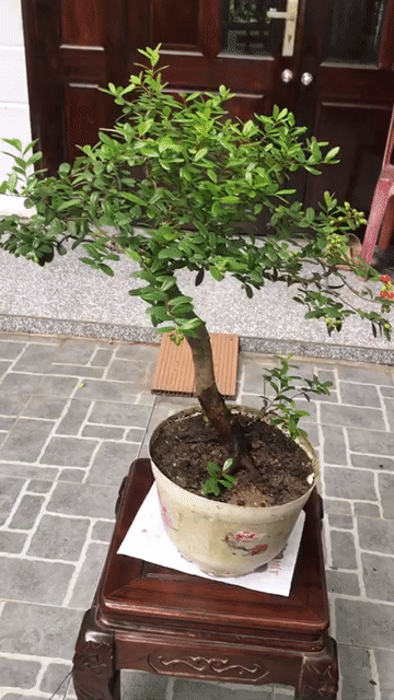Cây cảnh Hải châu Đà Nẵng. Mua bán Cây cảnh, đồ trang trí tại Quận Ngũ Hành Sơn Đà Nẵng được đăng bởi Quang Vu hình 1