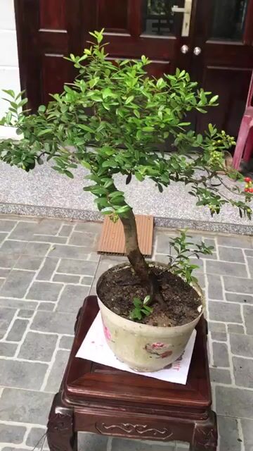 Cây cảnh Hải châu Đà Nẵng. Mua bán Cây cảnh, đồ trang trí tại Quận Ngũ Hành Sơn Đà Nẵng được đăng bởi Quang Vu hình 1