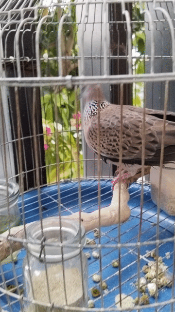 Chim Cu gáy 01. Mua bán Chim tại Thành phố Quảng Ngãi Quảng Ngãi được đăng bởi Phong hình 1