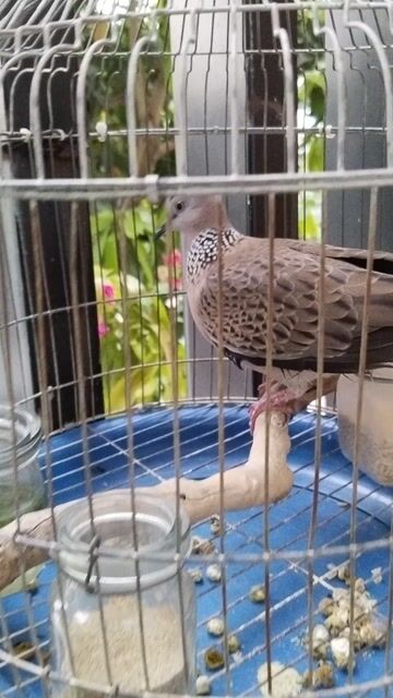 Chim Cu gáy 01. Mua bán Chim tại Thành phố Quảng Ngãi Quảng Ngãi được đăng bởi Phong hình 1