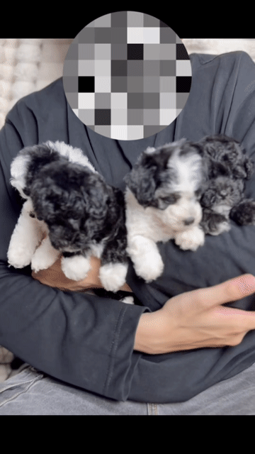 Chó Poodle Xám Tinyteacup 55 ngày chờ cọc. Mua bán Chó tại Quận Bình Thạnh Tp Hồ Chí Minh được đăng bởi Phạm Tiến hình 1