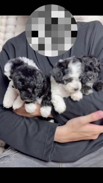 Chó Poodle Xám Tinyteacup 55 ngày chờ cọc. Mua bán Chó tại Quận Bình Thạnh Tp Hồ Chí Minh được đăng bởi Phạm Tiến hình 1